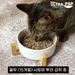울트라PNP / 반려동물 강아지 고양이 종합비타민 식이섬유 영양제
